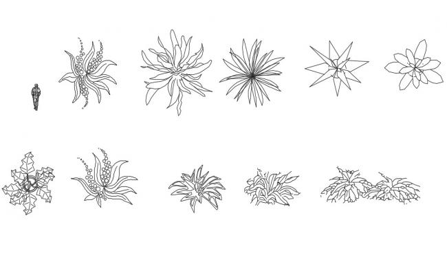 Neem Tree Creative Cad Block Design Dwg File Cadbull Images