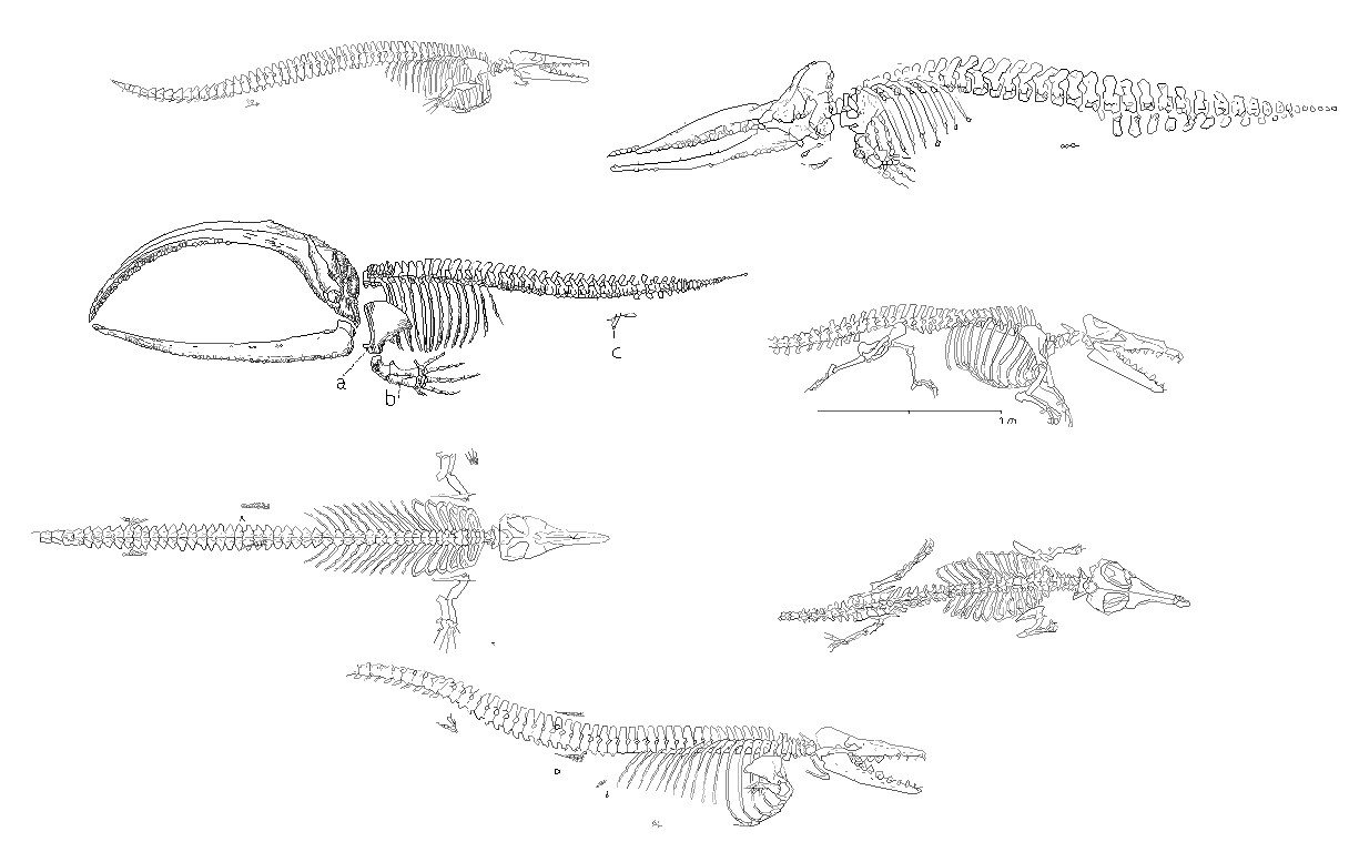 Dinosaurs cad drawing - Cadbull